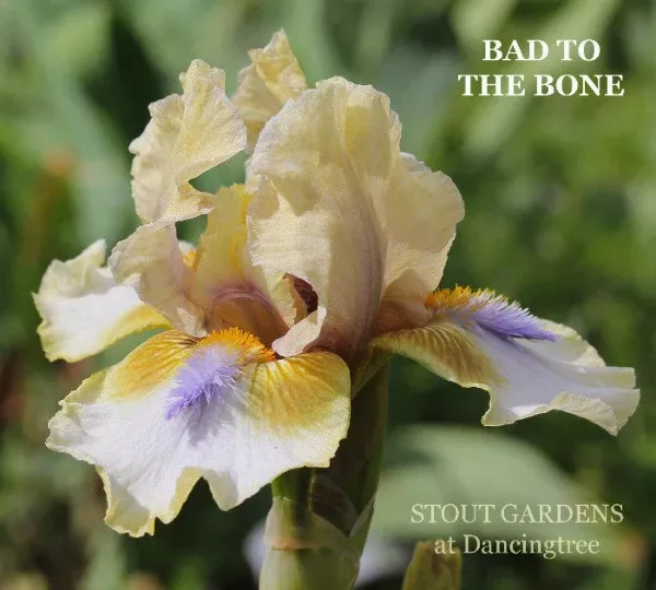 iris-bad-to-bone Iris Bad To The Bone