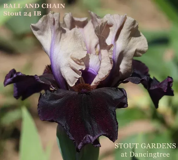 iris-ball-chain Iris Ball And Chain