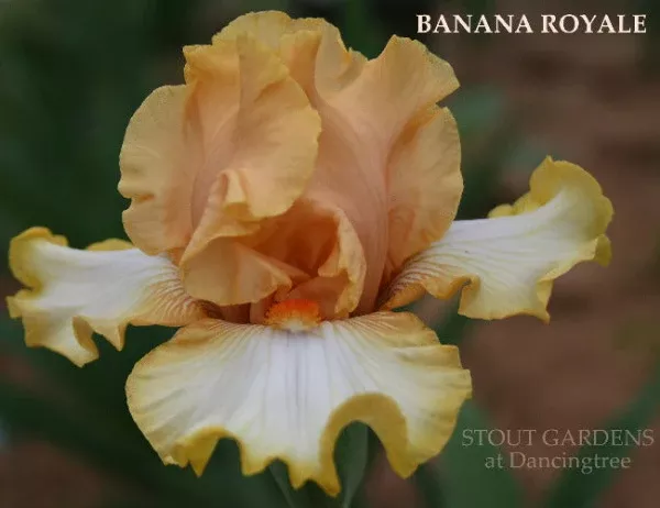 iris-banana-royale Iris Banana Royale