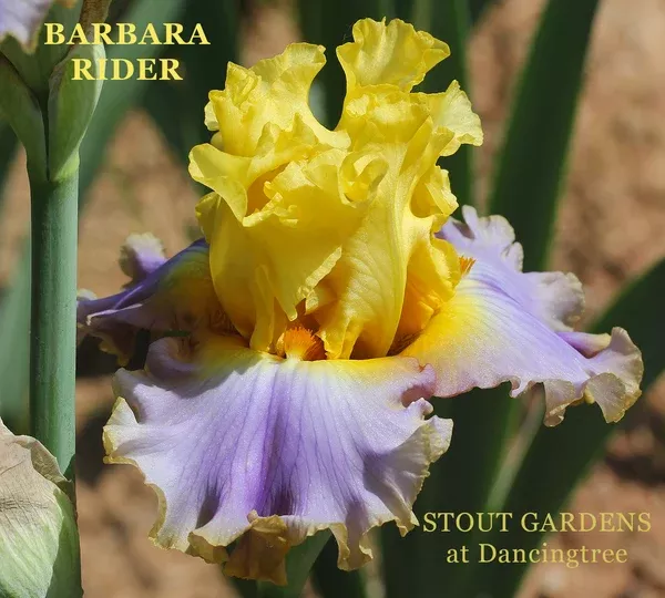 iris-barbara-rider Iris Barbara Rider