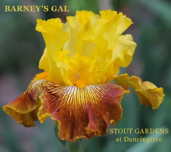 iris-barney-s-gal Iris Barney's Gal