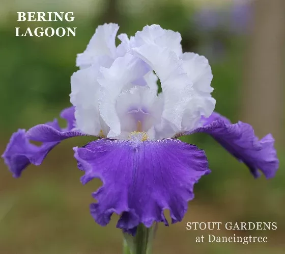 Iris Bering Lagoon