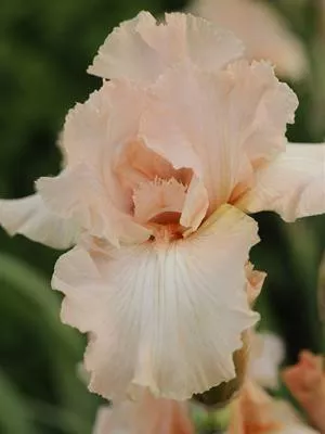 Iris 'Beverly Sills' (15)ct Flat