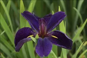 Iris 'Black Gamecock' (25) BR Plants