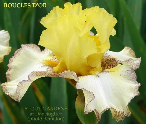 iris-boucles-d-or Iris Boucles D'Or