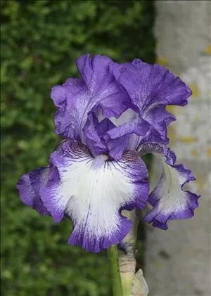 iris-bountiful-harvest-25-br-plants Iris 'Bountiful Harvest' (25) BR Plants