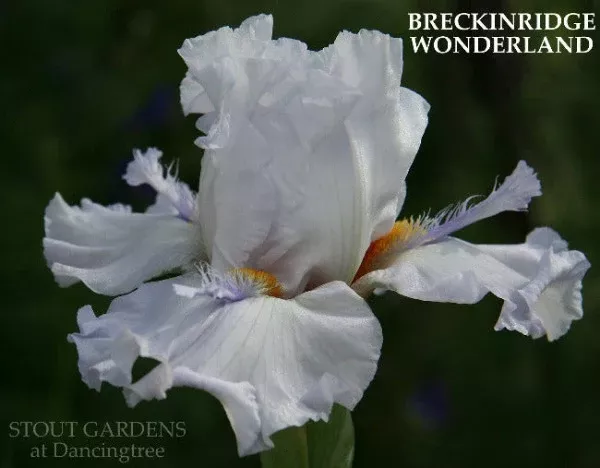 iris-breckenridge-wonderland Iris Breckenridge Wonderland