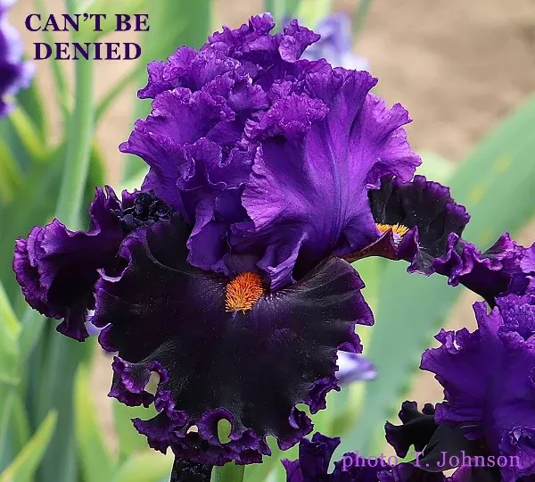 iris-can-t-be-denied Iris Can't Be Denied