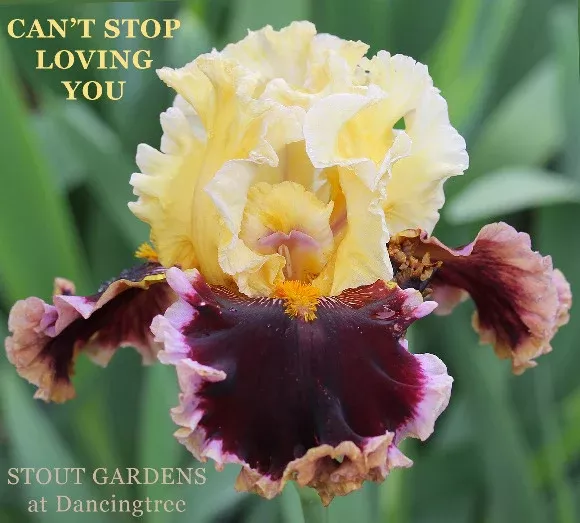 iris-can-t-stop-loving-you Iris Can't Stop Loving You