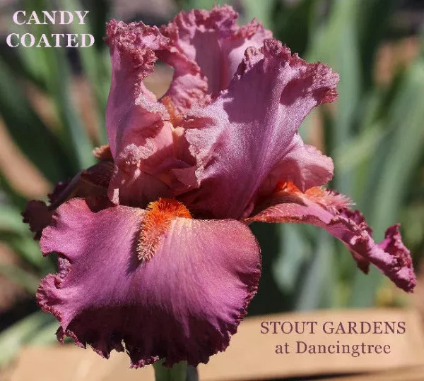 iris-candy-coated Iris Candy Coated