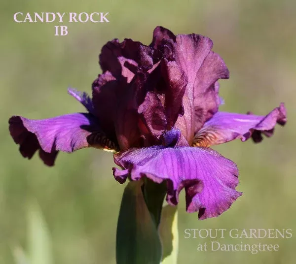 iris-candy-rock Iris Candy Rock