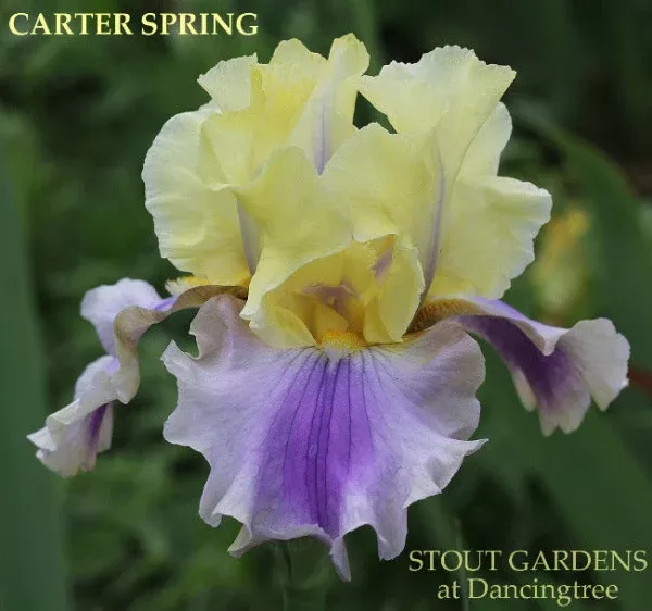 iris-carter-spring Iris Carter Spring