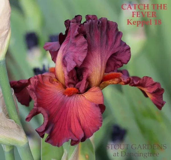 iris-catch-fever Iris Catch The Fever