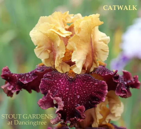 iris-catwalk Iris Catwalk