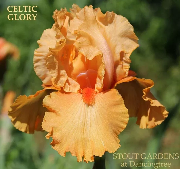 iris-celtic-glory Iris Celtic Glory