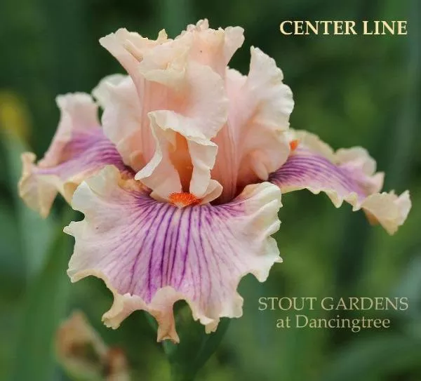 iris-center-line Iris Center Line
