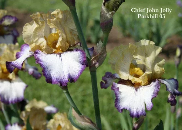 iris-chief-john-jolly Iris Chief John Jolly