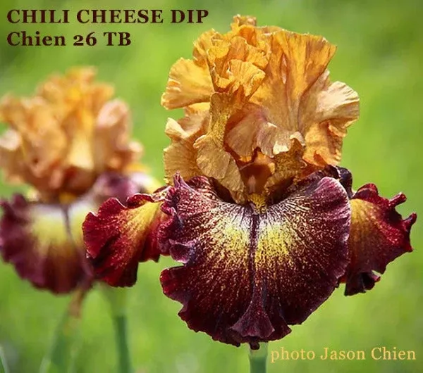 iris-chili-cheese-dip Iris Chili Cheese Dip