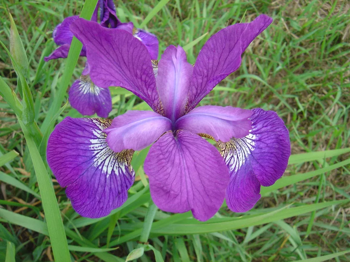 Iris: Chilled Wine Siberian Iris - 1Gal (VN)