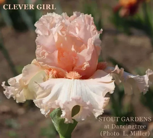iris-clever-girl Iris Clever Girl