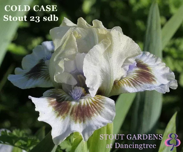 Iris Cold Case