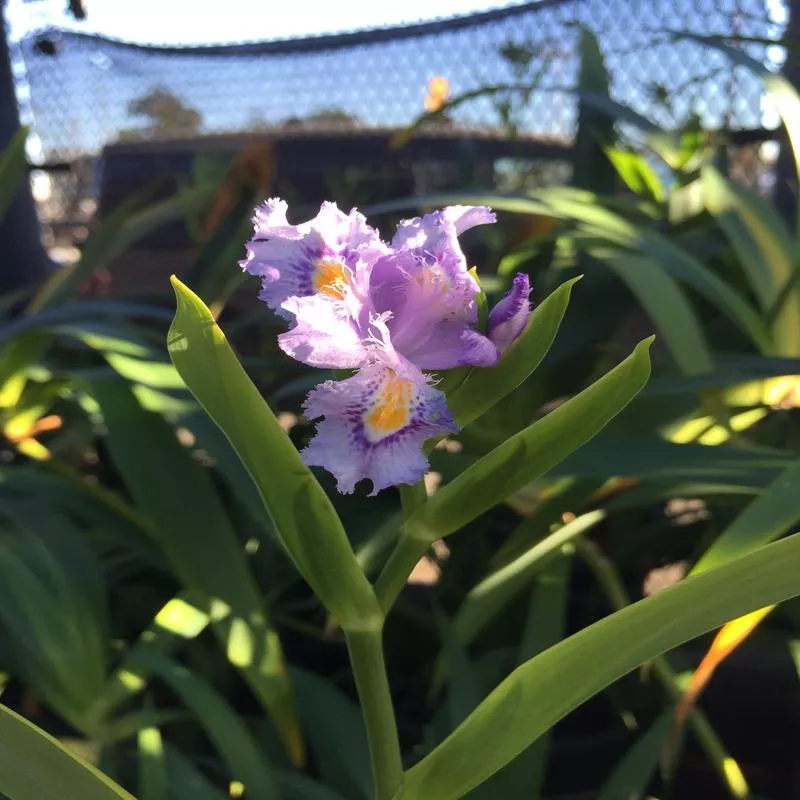 iris-confusa Iris confusa