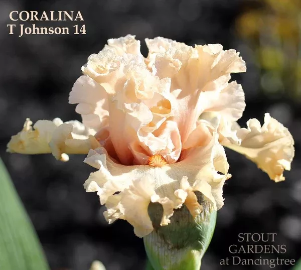 iris-coralina Iris Coralina
