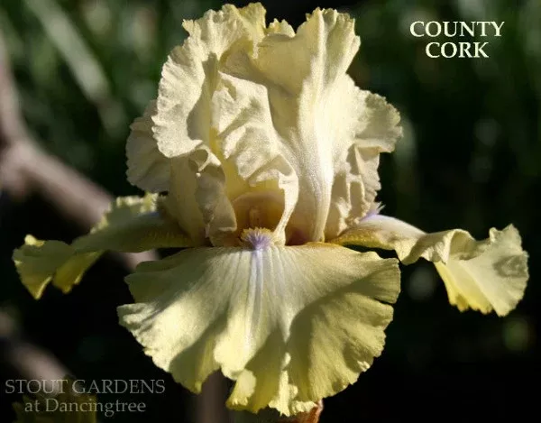 iris-county-cork Iris County Cork