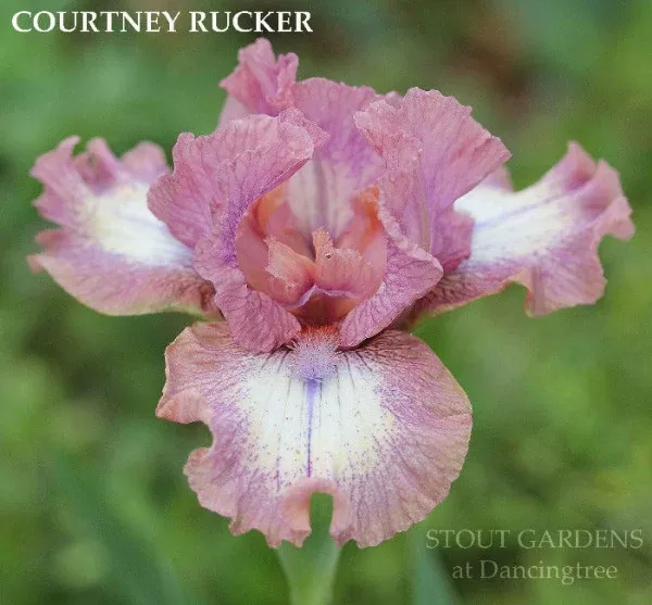 iris-courtney-rucker Iris Courtney Rucker