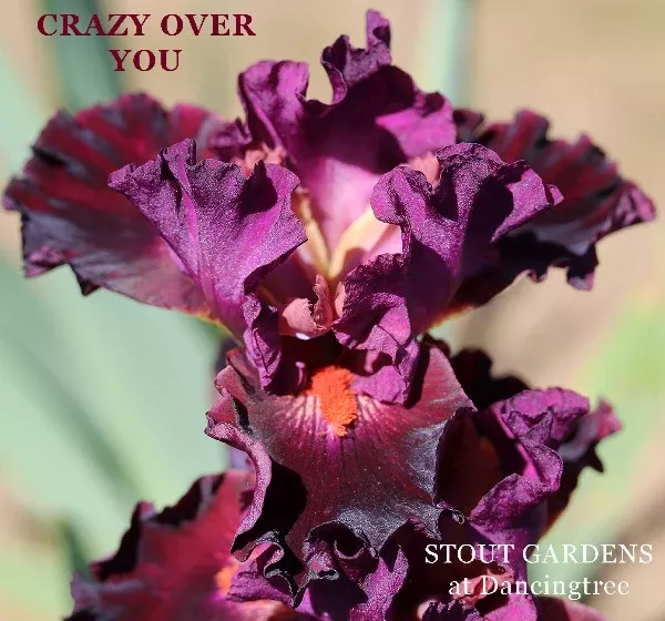 Iris Crazy Over You