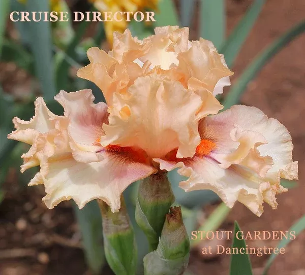 iris-cruise-director Iris Cruise Director
