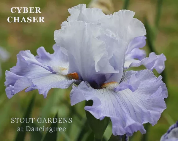 Iris Cyber Chaser