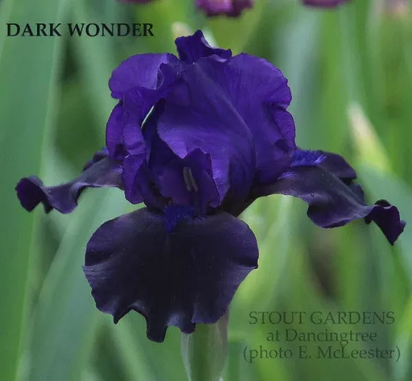 iris-dark-wonder Iris Dark Wonder