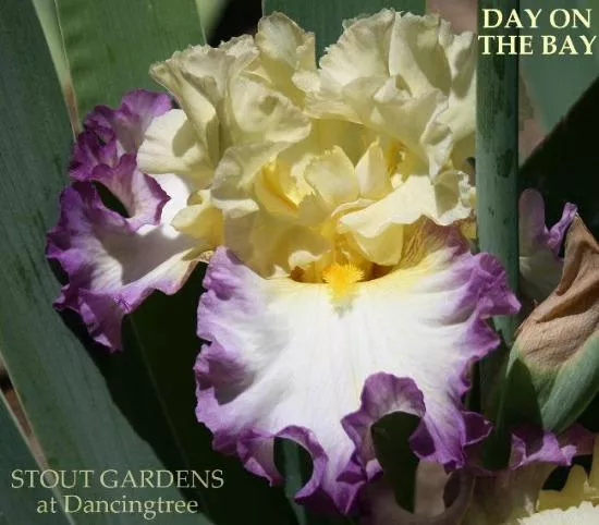 iris-day-on-bay Iris Day On The Bay