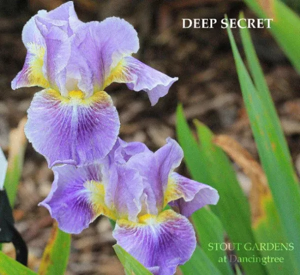 iris-deep-secret Iris Deep Secret