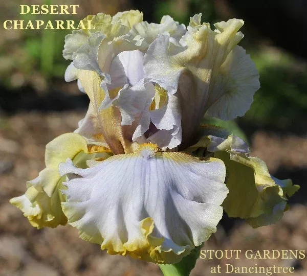 iris-desert-chaparral Iris Desert Chaparral