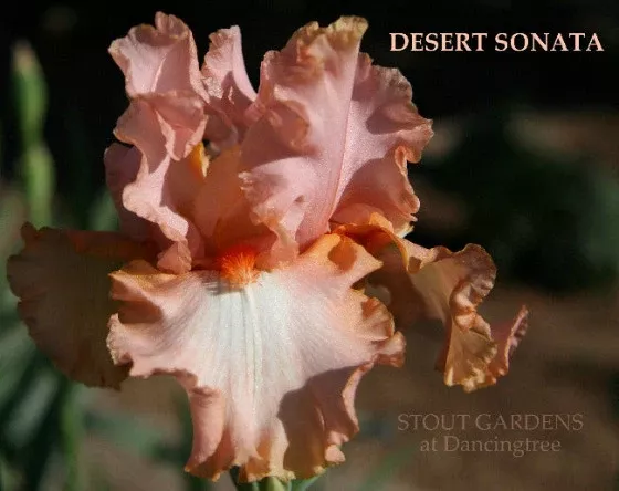 iris-desert-sonata Iris Desert Sonata