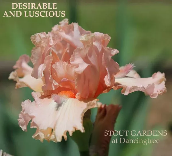 iris-desirable-luscious Iris Desirable And Luscious