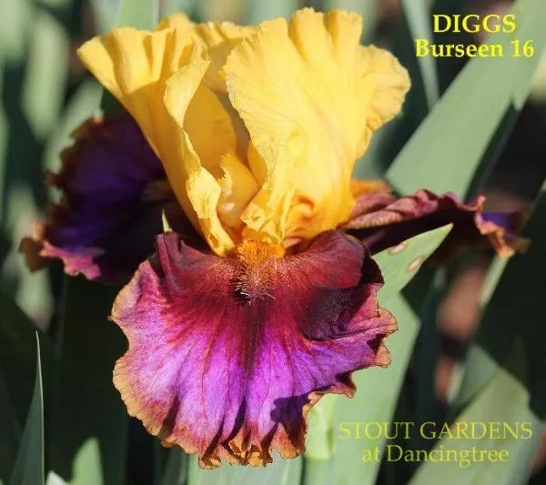 iris-digs Iris Digs