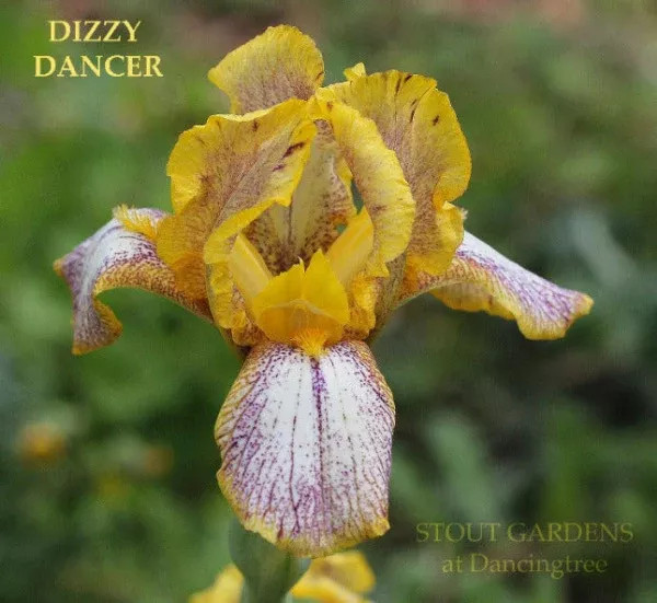 Iris Dizzy Dancer