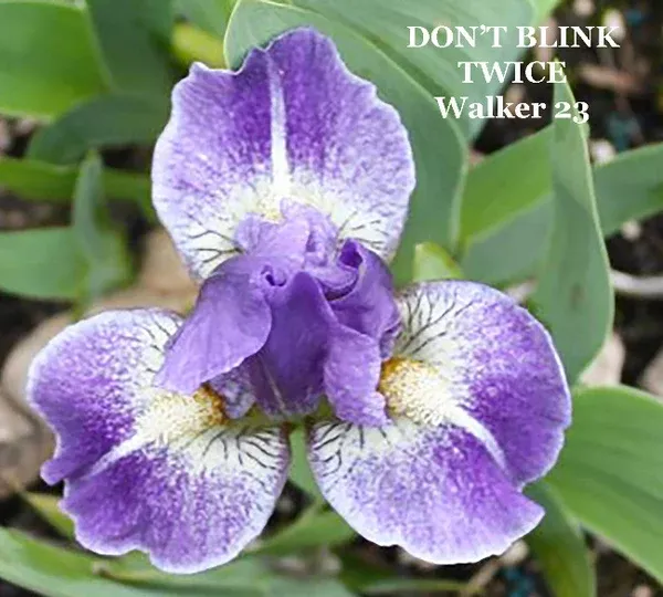 iris-don-t-blink-twice Iris Don't Blink Twice