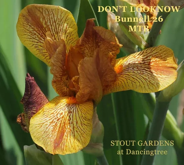 Iris Don't Look Now