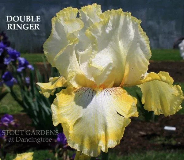 iris-double-ringer Iris Double Ringer