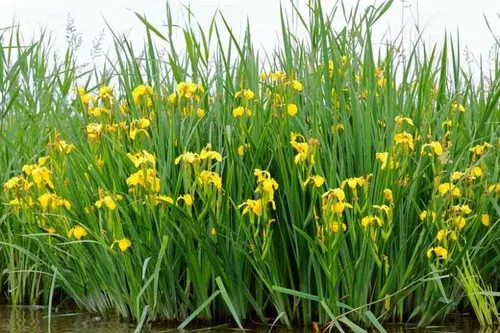 iris-double-yellow Iris (Double Yellow)