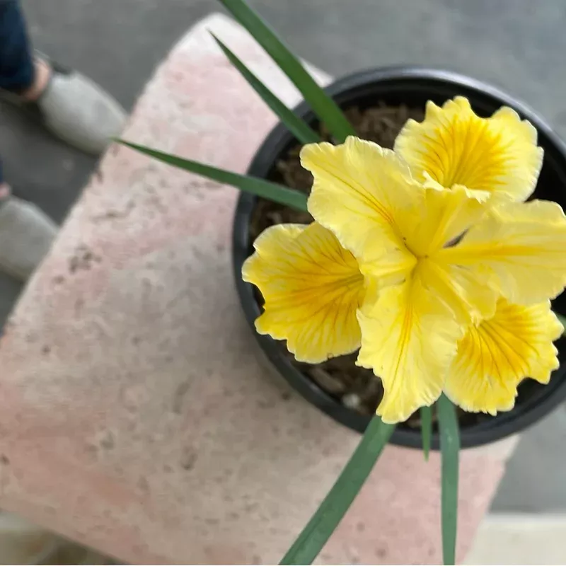 Iris douglasiana, Yellow