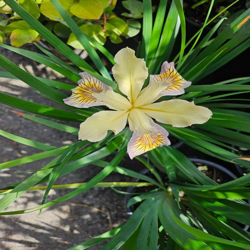 iris-douglasiana Iris douglasiana
