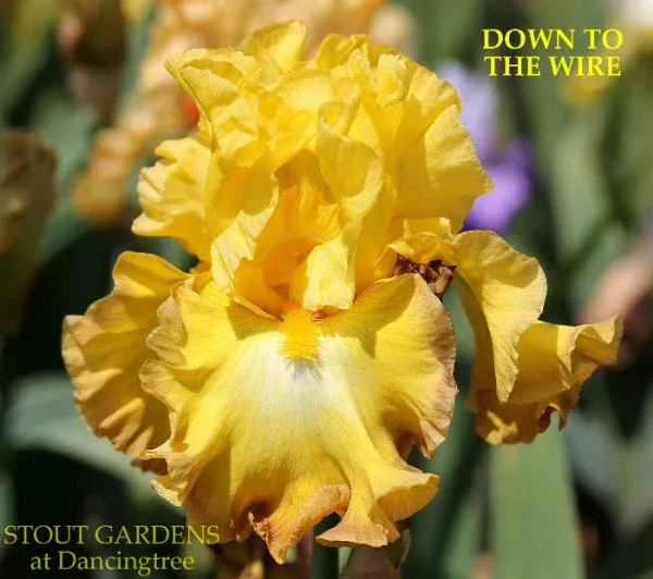 iris-down-to-wire Iris Down To The Wire