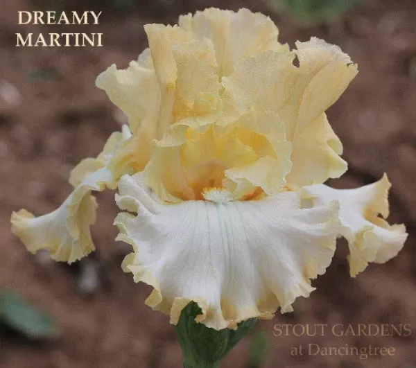 iris-dreamy-martini Iris Dreamy Martini