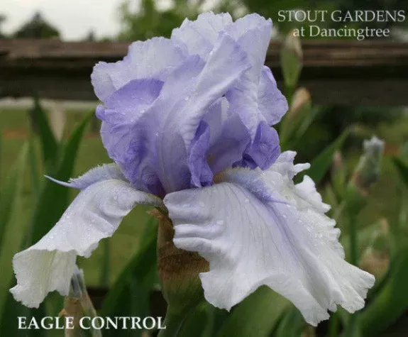 iris-eagle-control Iris Eagle Control