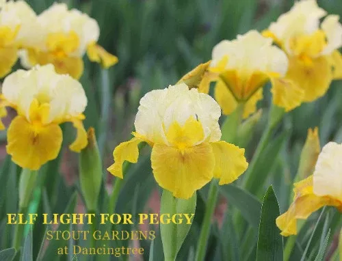 iris-elf-light-peggy Iris Elf Light For Peggy